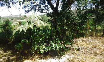 Imagem 3: Chacara Chácara com venda por R$160.000