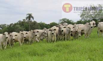 Imagem 5: Paranapanema SP 98 alqs Dupla Aptidão fundo p/ Represa