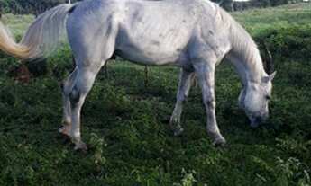 Imagem 4: Excelente Fazenda com 460 hectares na região de Bom Jesus top de luxo