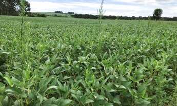 Imagem 3: Lapa - 191 hectares - Alta Produtividade - Plantando 80
