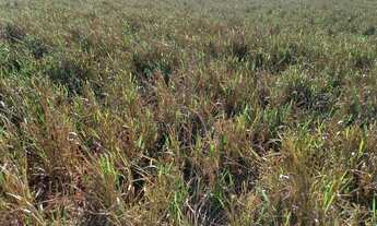 Imagem 6: Venda Fazenda / sítio com venda por R$45.000.000