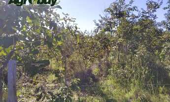 Imagem 3: Fazenda Com 600 Alqueires Localizada em Peixe to