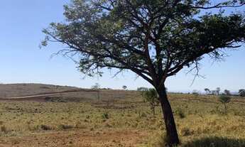 Imagem 6: Lindas Fazendinhas Premium de 20.000 m² pertinho de BH (PF36