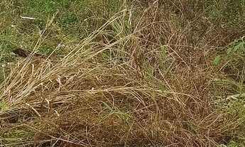 Imagem: Terreno Acquaville Tucunaré Santana