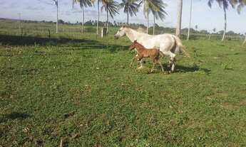 Imagem: Oportunidade - Fazenda em Ielmo Marinho/RN