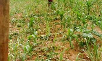 Imagem 7: Fazenda formada 14 ha