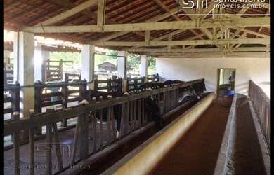 Imagem 6: FAZENDA PORTEIRA FECHADA PRODUZINDO LEITE/CORTE  CUNHA - SP
