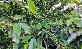 Imagem 2: Sitio com 4 Alqueires com Café