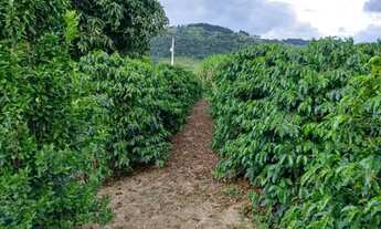 Imagem 7: Sitio com 4 Alqueires com Café