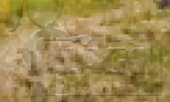 Imagem: TERRENO EM BRODOWSKI