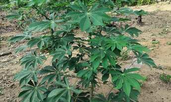 Imagem 3: Terreno 20x53 Km 26