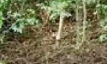 Imagem 3: TERRENO COM IGARAPE NA PISTA