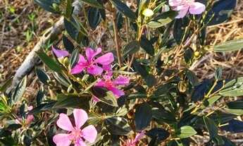 Imagem 3: Chácara São João do Povinho