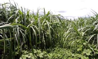 Imagem 6: Fazenda con 25.6 hectares em JUCURUTU estruturada para criação de gado