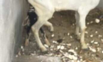 Imagem 6: Granja conde / Jacumã