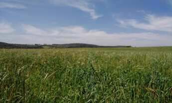 Imagem 6: Lapa - 191 hectares - Alta Produtividade - Plantando 80