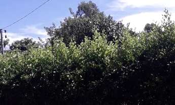 Imagem 4: Vendo Chácara com casa de 3 quartos piscina e arvores frutíferas em Nova Veneza