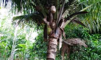 Imagem 5: Terreno em Monte Gordo