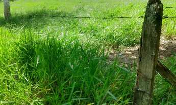 Imagem 4: Fazenda com 115 alqueires em são josé dos campos - plana e ondulada