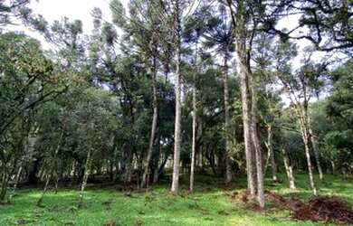 Imagem 6: Terreno Rural de 2 hectares Urubici/Imóvel Rural