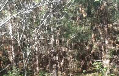 Imagem 6: Chácara de frente para o asfalto, localizada em Glorinha RS!!