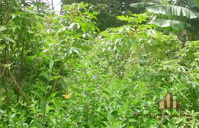 Imagem 7: Terreno em condomínio - Bandeirinhas