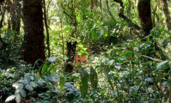 Imagem 3: Área à venda, 92000 m² por R$ 1.300.000,00 - Cachoeira - São José dos Pinhais/PR