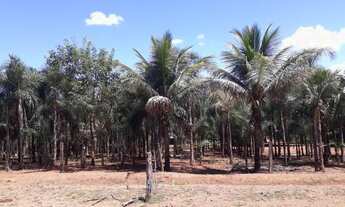 Imagem 11: Sítio de 31 hectares - 5KM de Água Fria