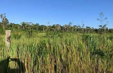 Imagem 3: Excelente Sítio com 150 hectares km 100 sentido Humaitá