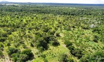 Imagem 6: Fazenda em Araguacema, Tocantins