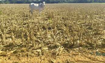 Imagem 6: Fazenda para venda, Rosário Oeste, MT - 630 Hectares