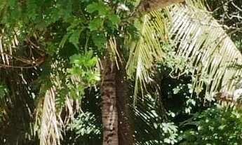 Imagem 6: Terreno localizado em Araruama/bananeiras