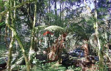 Imagem 3: Lote em rua 21 - Alpes - São Francisco de Paula/RS