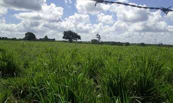 Imagem 9: Excelente Fazenda com 150 hectares em vera cruz estruturada