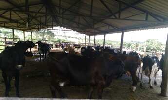 Imagem 7: Fazenda - Mairipotaba (GO