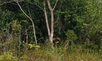 Imagem 3: TERRENO undefined em CAMAÇARI - BA, COQUEIROS DE AREMBEPE (ABRANTES