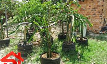 Imagem 3: SITIO RESIDENCIAL em SÃO JOSÉ DE RIBAMAR - MA, Panaquatira