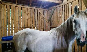 Imagem 7: Pousada/Fazenda para venda com 13000 metros quadrados