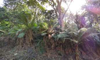 Imagem 7: Chácara com 12.100 m² Marmeleiro - Almirante Tamandaré