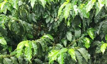 Imagem 6: Fazenda de café em m.g. -estruturada e montada 996 ha.(411 alq.