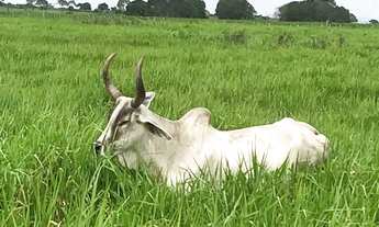 Imagem 7: Excelente Fazenda com 460 hectares na região de Bom Jesus top de luxo