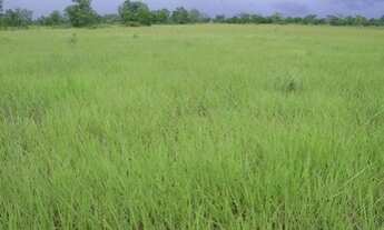 Imagem 7: Fazenda 83.346 Hectares em Mato Grosso - São Felix