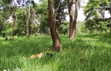 Imagem 3: Fazenda de 150 Alqueires Campinaçu