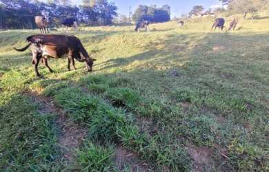 Imagem 6: Chácara de 4 hectares a venda na ponte alta do gama