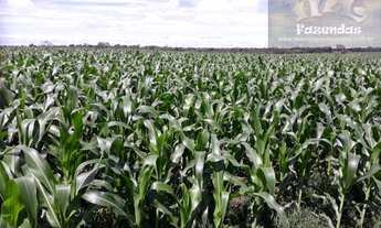 Imagem 6: Fazenda em Porangatu GO - 501 alqs (2.424,84 Ha