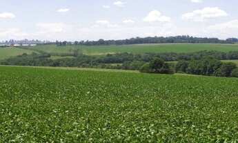 Imagem 7: Lapa - 191 hectares - Alta Produtividade - Plantando 80