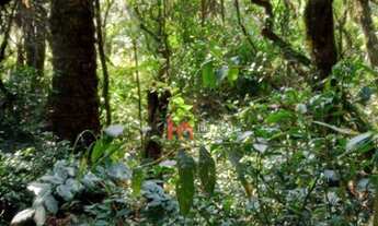 Imagem 4: Área à venda, 92000 m² por R$ 1.300.000,00 - Cachoeira - São José dos Pinhais/PR