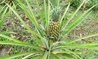 Imagem 4: Lote 190 mil,com pasto,casa.arvores frutíferas