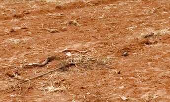 Imagem 2: Vendo terreno de 1.000 metros para chácara