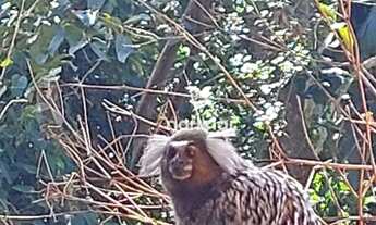 Imagem 3: Chácara à venda, 3700 m² por R$ 1.550.000,00 - Vila Jaraguá - São Paulo/SP